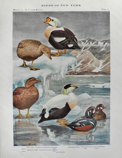 1910 Louis Fuertes Antique Bird Print ~ Eiders & Harlequin Duck