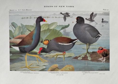 1910 Louis Fuertes Antique Bird Print ~ Gallinule & Coot