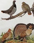 1910 Louis Fuertes Antique Bird Print ~ Spruce Grouse & Ruffed Grouse