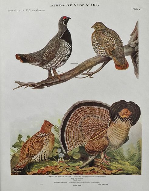 1910 Louis Fuertes Antique Bird Print ~ Spruce Grouse & Ruffed Grouse