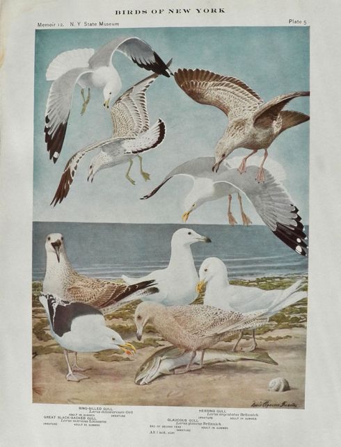 1910 Louis Fuertes Antique Bird Print ~ Gulls