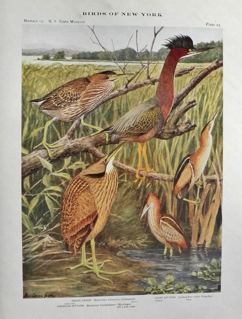 1910 Louis Fuertes Antique Bird Print ~ Heron & Bitterns