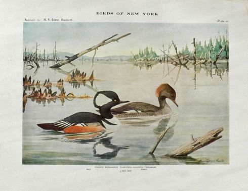 1910 Louis Fuertes Antique Bird Print ~ Hooded Merganser