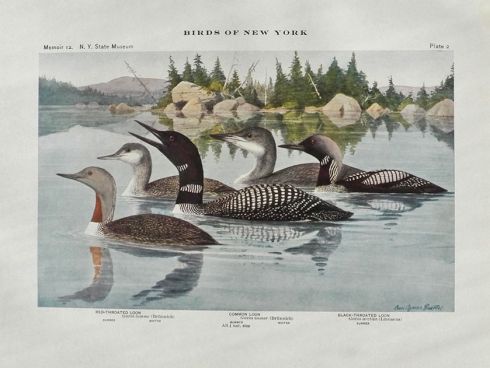 1910 Louis Fuertes Antique Bird Print ~ Loons