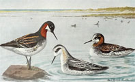 1910 Louis Fuertes Antique Bird Print ~ Northern Phalarope