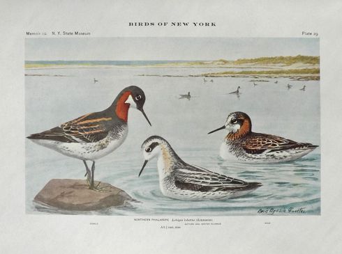 1910 Louis Fuertes Antique Bird Print ~ Northern Phalarope