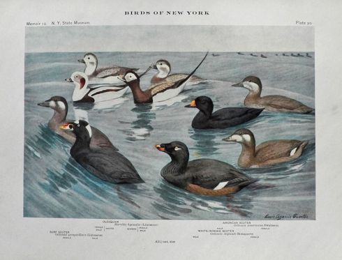 1910 Louis Fuertes Antique Bird Print ~ Oldsquaw & Scoters
