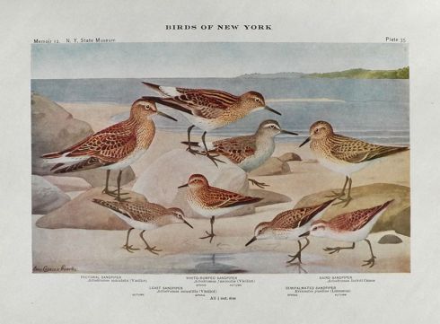1910 Louis Fuertes Antique Bird Print ~ Sandpipers