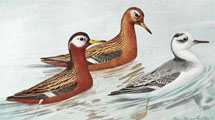 1910 Louis Fuertes Antique Bird Print ~ Red Phalarope
