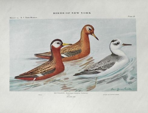 1910 Louis Fuertes Antique Bird Print ~ Red Phalarope