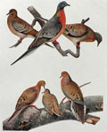 1910 Louis Fuertes Antique Bird Print ~ Passenger Pigeon & Mourning Dove