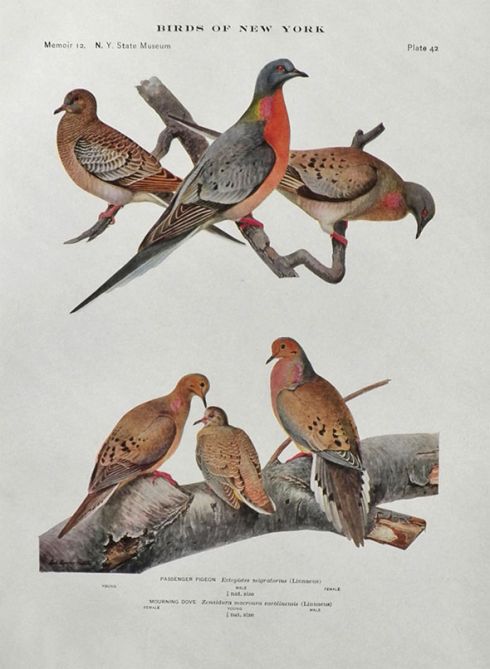 1910 Louis Fuertes Antique Bird Print ~ Passenger Pigeon & Mourning Dove