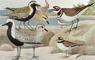 1910 Louis Fuertes Antique Bird Print ~ Plovers