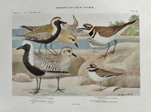 1910 Louis Fuertes Antique Bird Print ~ Plovers
