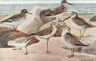 1910 Louis Fuertes Antique Bird Print ~ Sandpipers, Dowitcher, Sanderling