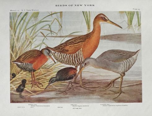 1910 Louis Fuertes Antique Bird Print ~ Virginia, King & Clapper Rail