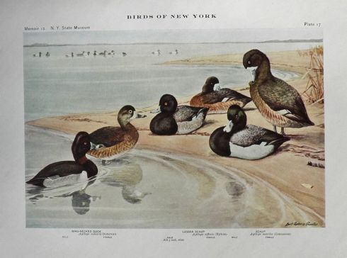 1910 Louis Fuertes Antique Bird Print ~ Ring-Necked Duck & Scaups