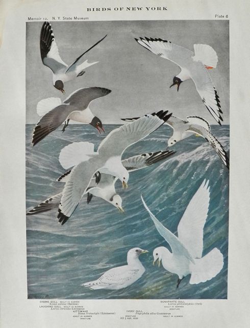 1910 Louis Fuertes Antique Bird Print ~ Gulls & Kittiwake
