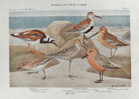 1910 Louis Fuertes Antique Bird Print ~ Turnstone, Sandpiper, Dowitcher, Knot