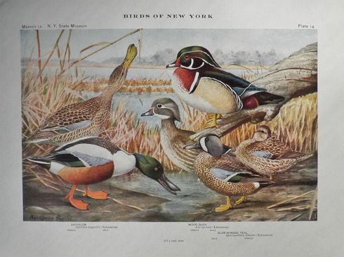 1910 Louis Fuertes Antique Bird Print ~ Shoveler, Wood Duck, Teal