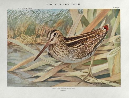 1910 Louis Fuertes Antique Bird Print ~ Wilson Snipe
