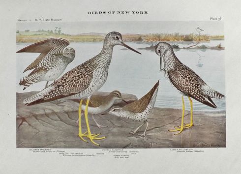 1910 Louis Fuertes Antique Bird Print ~ Sandpipers & Yellowlegs