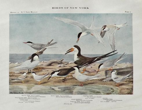 1910 Louis Fuertes Antique Bird Print ~ Terns & Skimmer