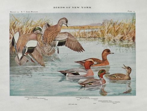 1910 Louis Fuertes Antique Bird Print ~ Widgeon & Teal