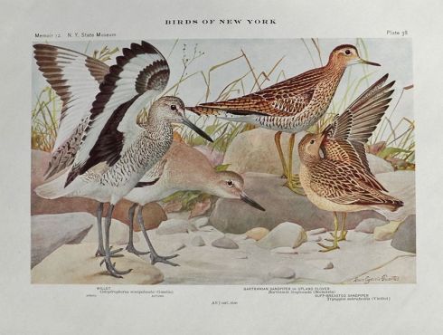 1910 Louis Fuertes Antique Bird Print ~ Willet & Sandpipers