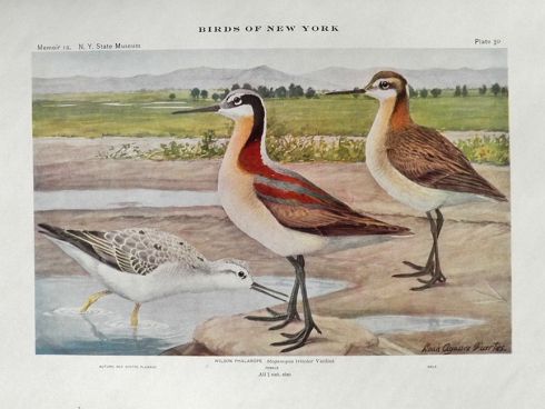 1910 Louis Fuertes Antique Bird Print ~ Wilson Phalarope