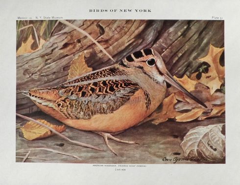1910 Louis Fuertes Antique Bird Print ~ American Woodcock