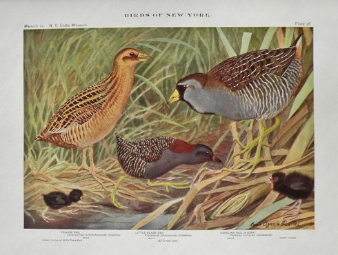 1910 Louis Fuertes Antique Bird Print ~ Yellow, Black, Carolina Rail