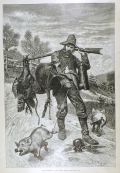1882 Hunter Catches Pigs, Pheasant Antique Print ~ Harper's Weekly