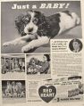 1941 Red Heart Dog Food Ad ~ Springer Spaniel Puppy