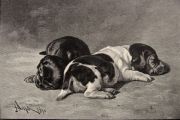 1891 Two Sleeping Puppies ~ J.H. Dolph ~ Antique Print Engraving