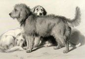 Three Dogs ~ Antique Print ~ Landseer
