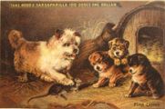 Hood's Sarsaparilla Trade Card ~ Dog Teaches Puppies