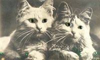 Two Cats with Glass Eyes ~ Vintage RPPC Real Photo Postcard