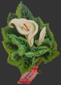 Antique Die Cut Trade Card ~ Ludwig's ~ NYC ~ Calla Lily
