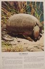 1938 Travelers Insurance Ad ~ Armadillo ~ Dohanos